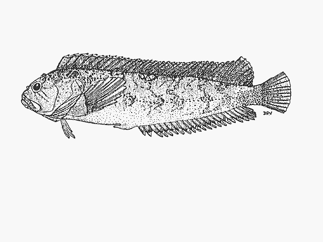 Clinus heterodon Valenciennes, 1836